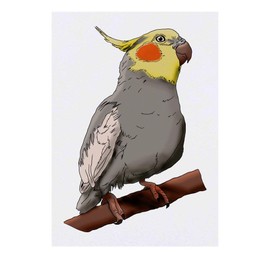 'Cockatiel' Temporary Tattoo - Water Resistant, Skin-Safe, Non-Toxic Transfer (TO00036742)