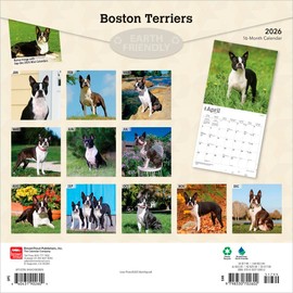 Boston Terriers | 2026 12 x 24 Inch (Hanging) Monthly Square Wall Calendar | Plastic-Free | BrownTrout | Animals Dog Breeds