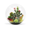 WGV Planter Terrarium, Width 8" Height 8", Clear Round Glass