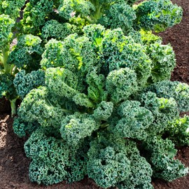 1000 Seeds Kale Seeds for Planting, Heirloom, Non-GMO Vegetable Variety - Great for Indoor, Outdoor Open Pollinated