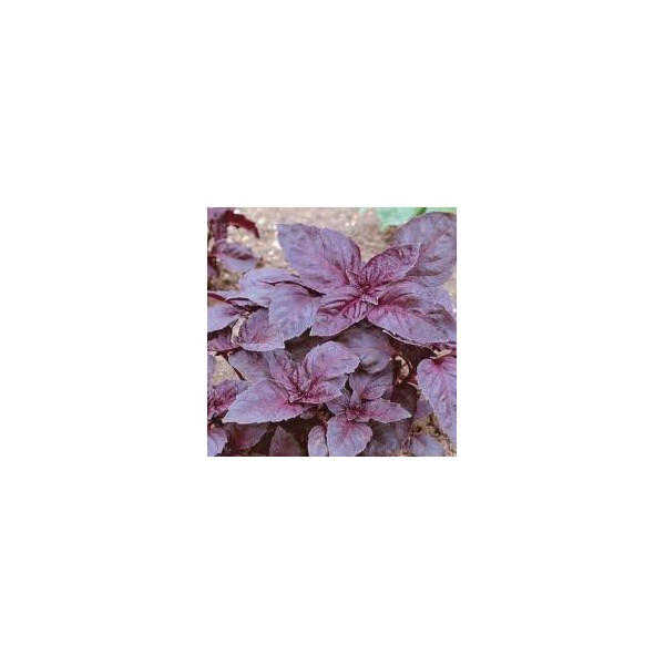 Basil Dark Opal Great Herb by Seed Kingdom (1,000 Seeds)