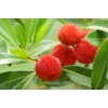 Pure Herbs: Bayberry - 4 oz.