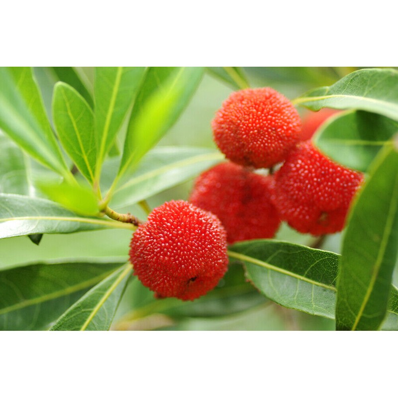 Pure Herbs: Bayberry - 4 oz.