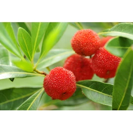 Pure Herbs: Bayberry - 4 oz.