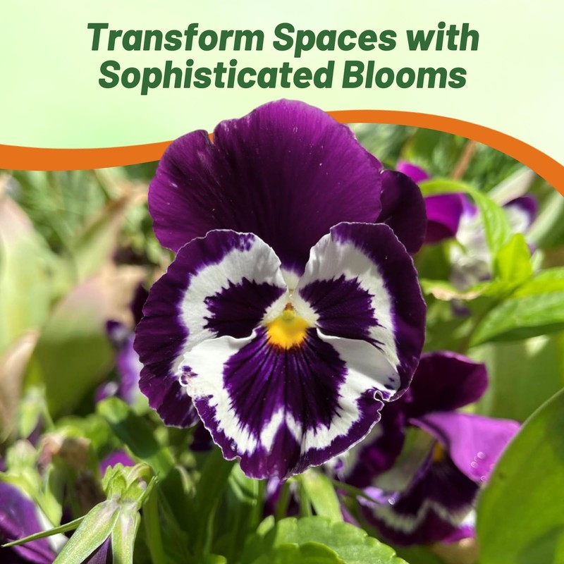 Outsidepride Viva La Violet Viola Pansy Seeds for Planting -
