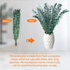 30pcs Eucalyptus for Shower,Dried Eucalyptus Bundle -17in Real Eucalyptus Stems,100%