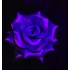 Temperature Heat Activated Color Changing Paint Thermochromic BLUE changing VIOLET