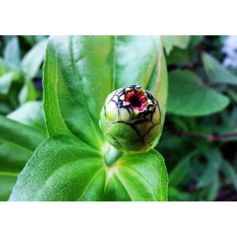 Mixed Zinnia Flower Seeds Garden Decor 5 Grams Over 800