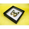 asiahouse24 A Real Exotic Prepared Butterfly Papilion Mormon in Black