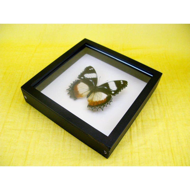 asiahouse24 A Real Exotic Prepared Butterfly Papilion Mormon in Black