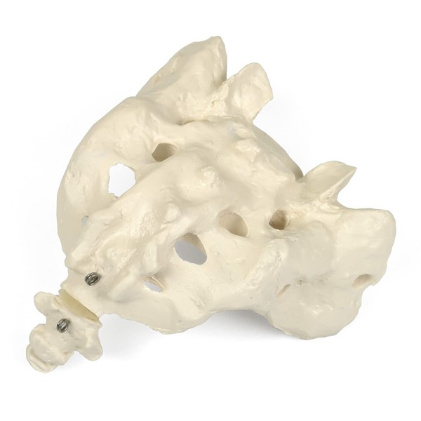 Life-sized Sacral and Coccyx Model, Tailbone Connects and Moves - Sacral and Coccyx Models - 3B Scientific