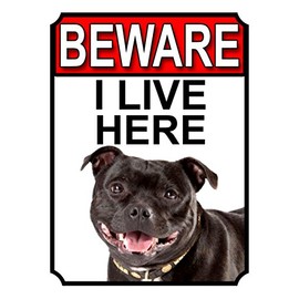 BEWARE I LIVE HERE METAL GATE SIGN STAFFORDSHIRE BULL TERRIER 200MM X 150MM (1091H1)