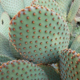 Opuntia microdasys rufida Cutting