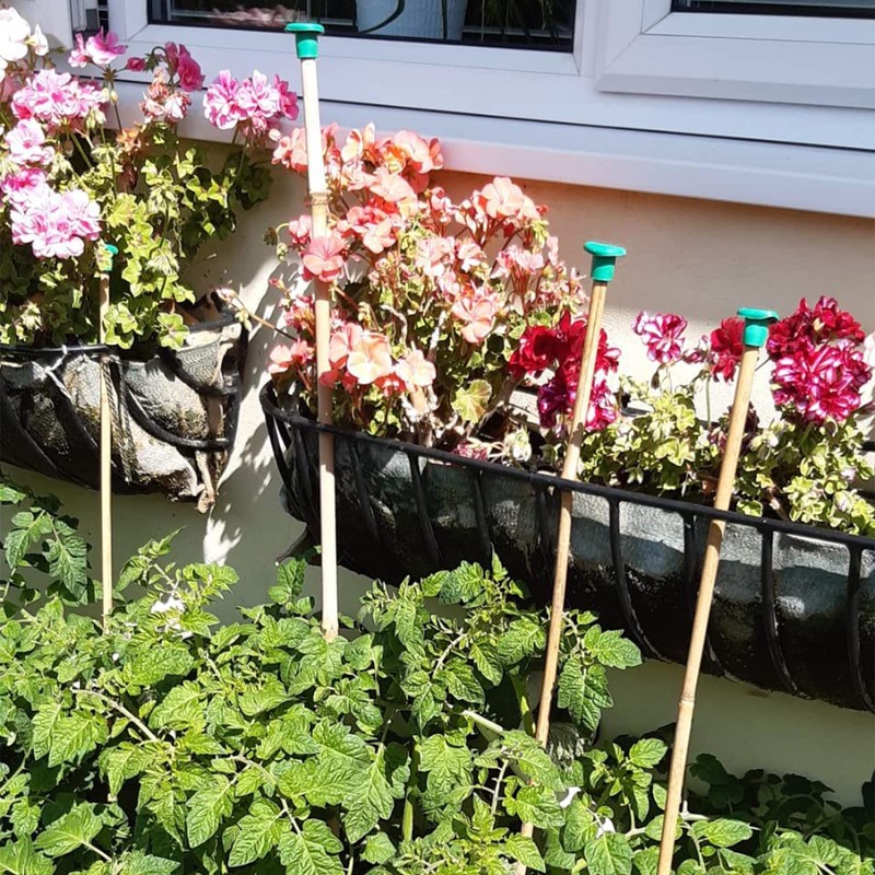 Cane Caps 30 Pcs Green Rubber Garden Bamboo Cane Topper