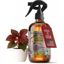 GARDENERA Professional Organic Liquid Kelp Spray for Begonia Plants - 8 oz - Ready-to-Use Fully Organic Seaweed & Kelp Fertilizer Mist