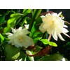 Orchid Cactus Epiphyllum Oxypetalum (White) One pc Leaf Cutting, F1680