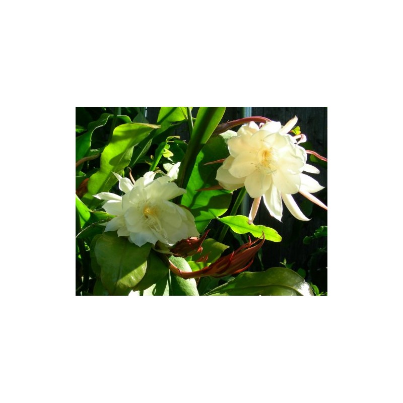 Orchid Cactus Epiphyllum Oxypetalum (White) One pc Leaf Cutting, F1680