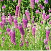 Little Seed Store 501+PURPLE PRAIRIE CLOVER Seeds Wildflower Nitrogen Fixing