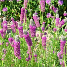 Little Seed Store 501+PURPLE PRAIRIE CLOVER Seeds Wildflower Nitrogen Fixing Drought Heat Cold