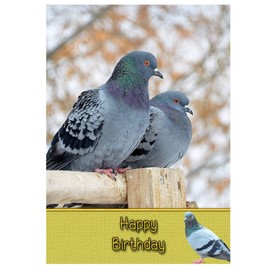 Racing Homing Pigeon Birthday Card