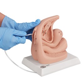 MedEduQuest Female Urethral Catheterization Simulator Kit,Digital Anatomical Labeling Catheter Model, Suitable for Medical Students or Nurses Educational Demonstration and Training, Silicone Material