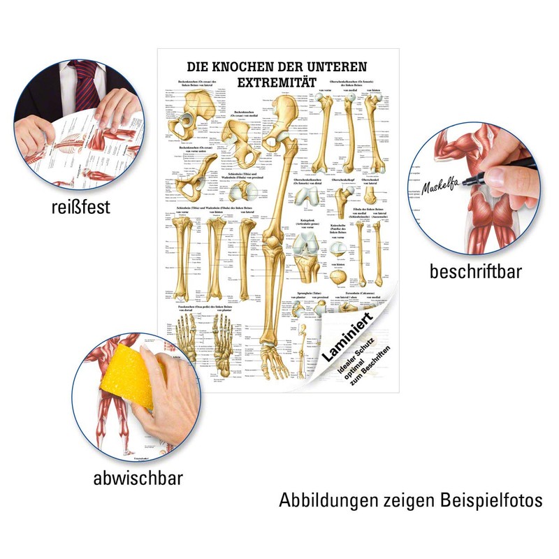 Sport-Tec The Bones of the Lower Extremity Mini Poster Anatomy
