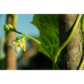 Long Bean Seeds, Asian Vegetable Seeds for Planting, 30 Grams About 120 Seeds