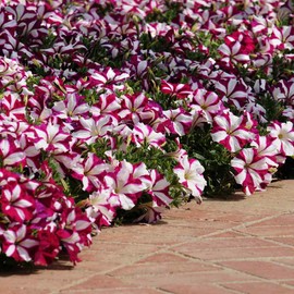 Outsidepride 15 Seeds Annual Burgundy Star Easy Wave Petunia Spreading Flower Seeds for Planting