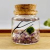 Marimo Moss Ball Terrarium