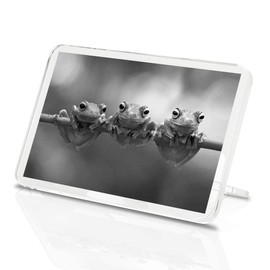 1 x Fridge Magnet - Tree Frogs Java Flying Frog Branch #36805