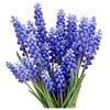 Grape Hyacinth Bulbs - 15 Muscari Armeniacum Bulbs for Planting