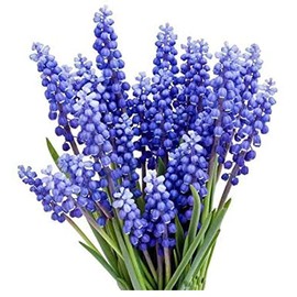 Grape Hyacinth Bulbs - 15 Muscari Armeniacum Bulbs for Planting - Grows 6-8" Tall - Flower Bulbs for Spring Planting - Indoor Forcing