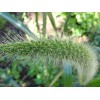 Fresh Giant Bristlegrass Setaria magna 1-gram Native Grass Birds Fresh