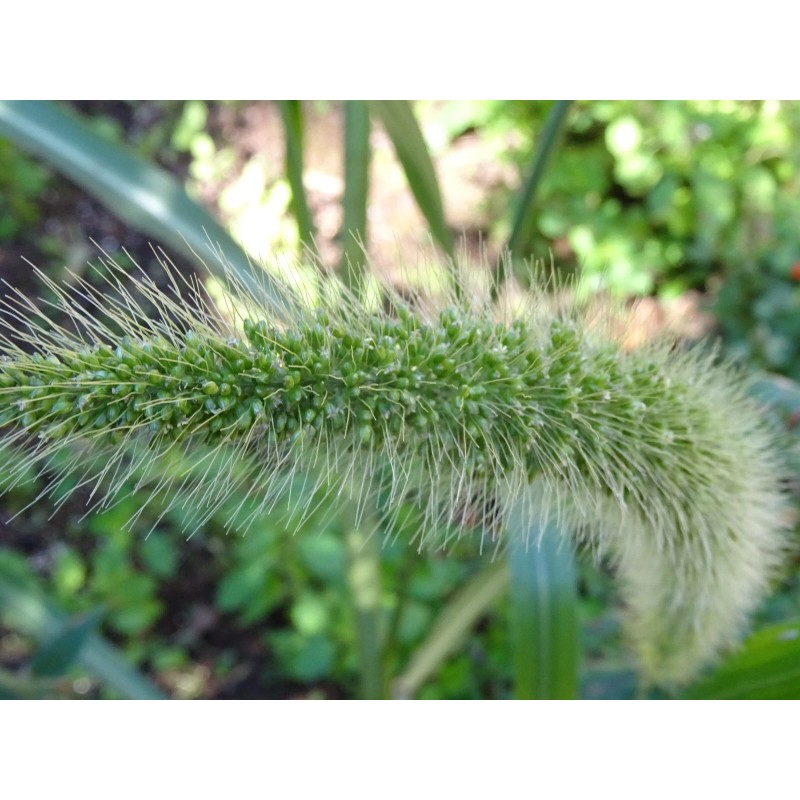 Fresh Giant Bristlegrass Setaria magna 1-gram Native Grass Birds Fresh