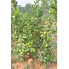Unbranded White Guava Live Starter Tree - 6-10in Tall -