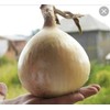 CEMEHA SEEDS - Seeds Giant Onion Chalcedony Non GMO Vegetable