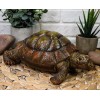 Auspicious Fortune Charm Lifelike Green Brown Turtle Tortoise Small Figurine