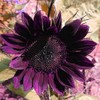 100 Pcs Rare Purple Sunflower Seeds Beautiful Flower for Planting