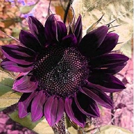 100 Pcs Rare Purple Sunflower Seeds Beautiful Flower for Planting Outdoors Home Garden Decor
