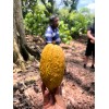 Semilla Grano De Cacao Criollo Premium Crudo 1kg Chiapas