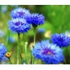 Dwarf Blue Cornflower (Bachelor's Buttons, Dwarf Blue Jubilee Gem) Seeds
