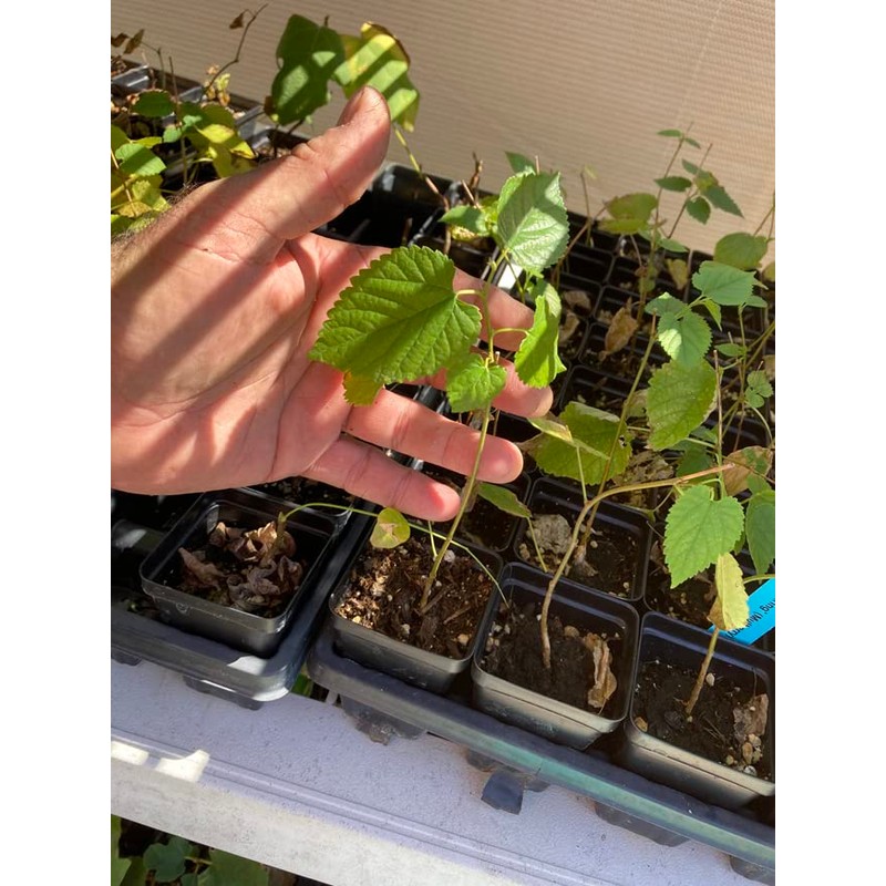 Red Mulberry - Cold Hardy - Illinois Everbearing - Morus