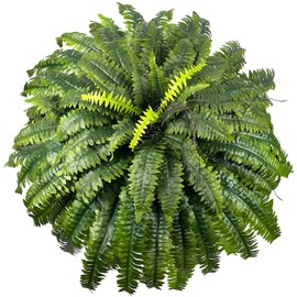 Forestwave Fake Ferns Artificial Plants Large, 51" Faux Boston Fern with Wooden Strips & 66 Fronds, Suitable for Outdoors Indoors Planters Home Porch Entrance Hall Decor, Realistic/UV Resistant