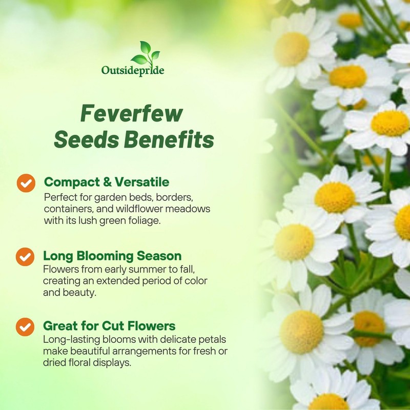 Outsidepride Feverfew Chrysanthemum Seeds - 10000 Pcs. Perennial, Drought Tolerant