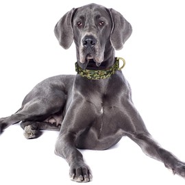 MOODEL Reflective Dog Collar for Large Dogs, Cute Camouflage Adjustable Heavy-Duty Nylon Puppy Collar for Boy and Girl Female, Soft Pet Accessories with Quick Release Buckle, Green