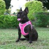 AMTOR Dog Harness with Leash Set,No Pull Adjustable Reflective Step-in