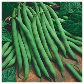 Everwilde Farms - 1 Lb Blue Lake Bush Green Bean Seeds - Gold Vault