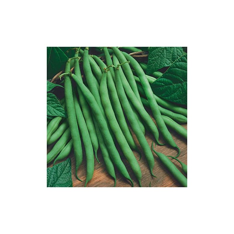 Everwilde Farms - 1 Lb Blue Lake Bush Green Bean