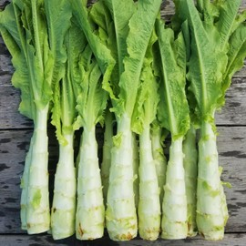 TomorrowSeeds - Summer 38 Celtuce (Stem Lettuce) Seeds - 1500+ Count - for 2025 Planting Summer 38 Slow Bolting Wosun Won Sun Asian Vegetable Chinese Celery Lettuce Asparagus Grow Your Own Home Farm