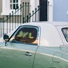 Mr. & Mrs. Panda Car Sun Shade Caterpillar Butterfly Gift